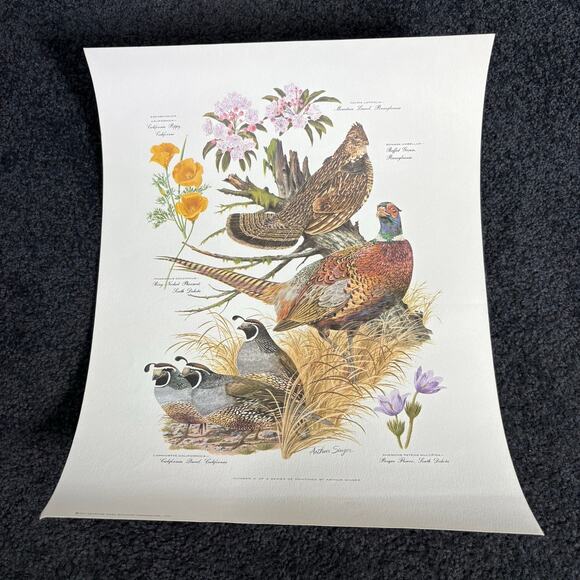 Arthur Singer Portfolio of Bird Prints Complete Set (8) - Vintage Botanical Art - Picture 4 of 16